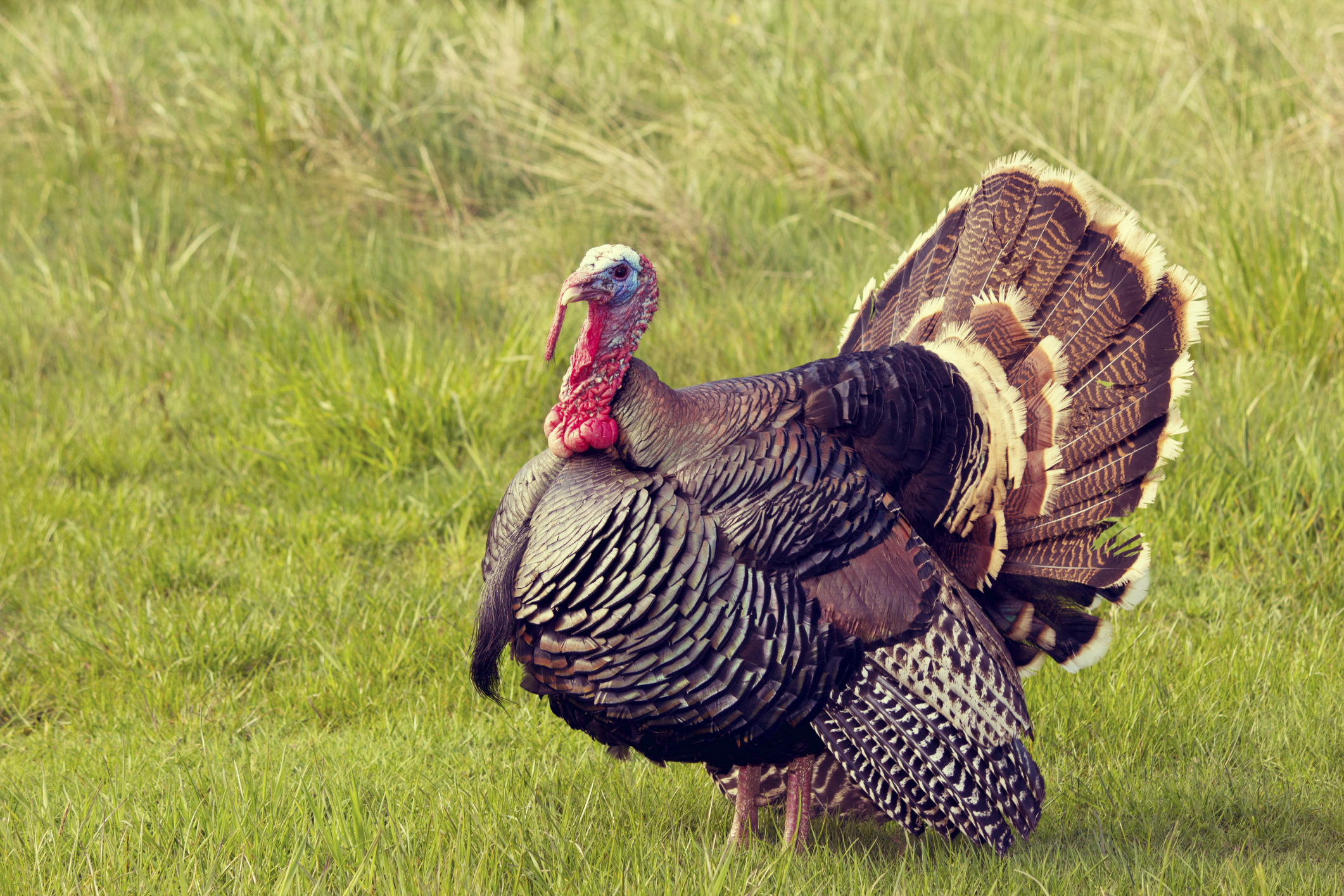 thanksgiving-turkey