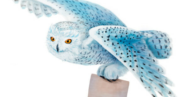 Snowy owl flying on white background. commercial collections