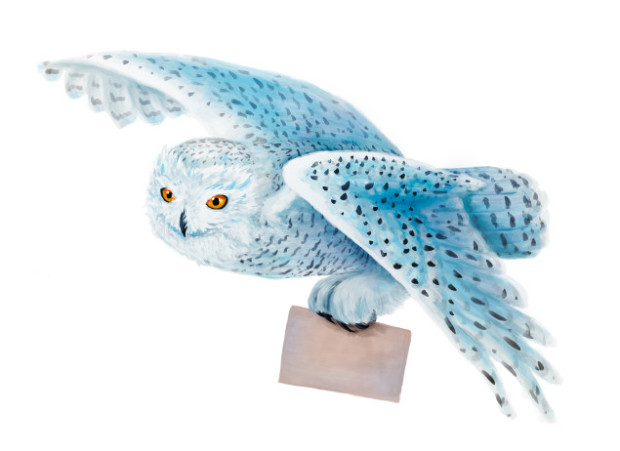 Snowy owl flying on white background. commercial collections
