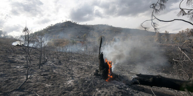 Aftermath of a forest fire in Spain. optio solutions
