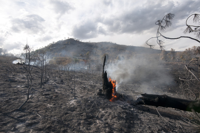Aftermath of a forest fire in Spain. optio solutions