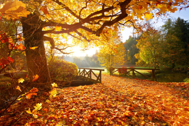 Autumn forest. Beautiful rural scenery.
